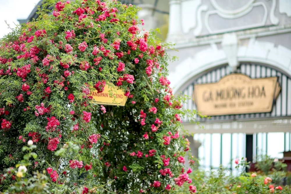 Rose Valley Sapa features over 1 million rose bushes in various colors with huge blooms